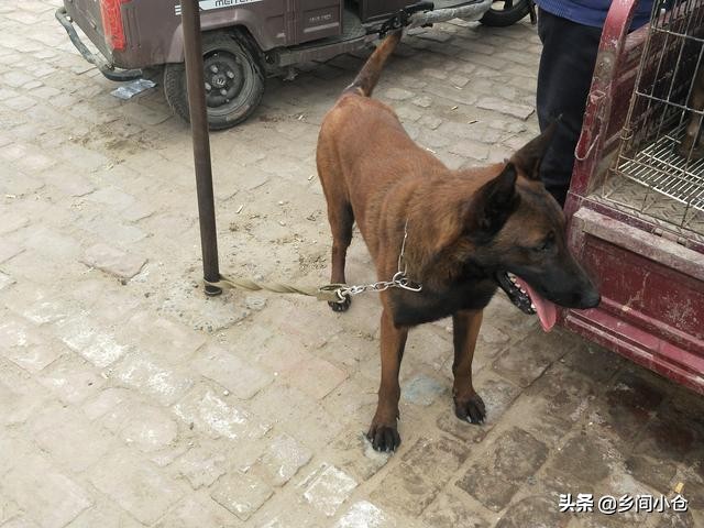 真正的狗市品种,哪里的狗市便宜品种又好种类又多