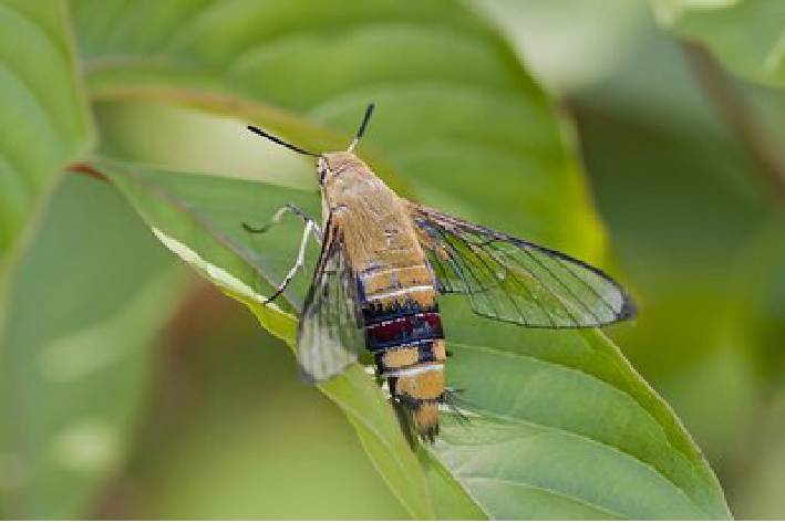 十种最美蝴蝶,自然界蝴蝶大全