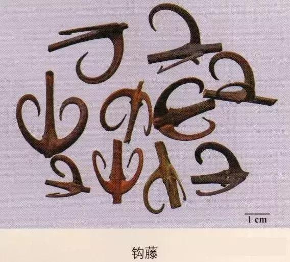 中药材图片大全大图带药名,200多味中药材图谱带图