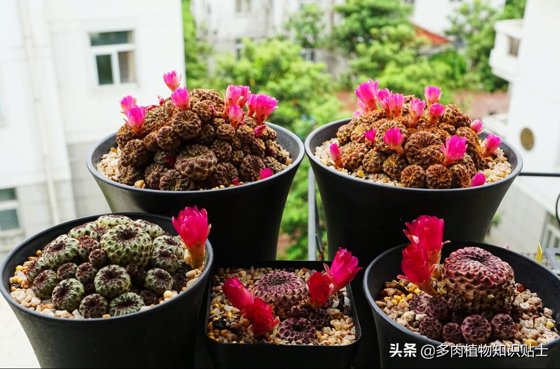 仙人掌突然枯萎死了寓意着什么呢,仙人掌一次浇水多会死吗