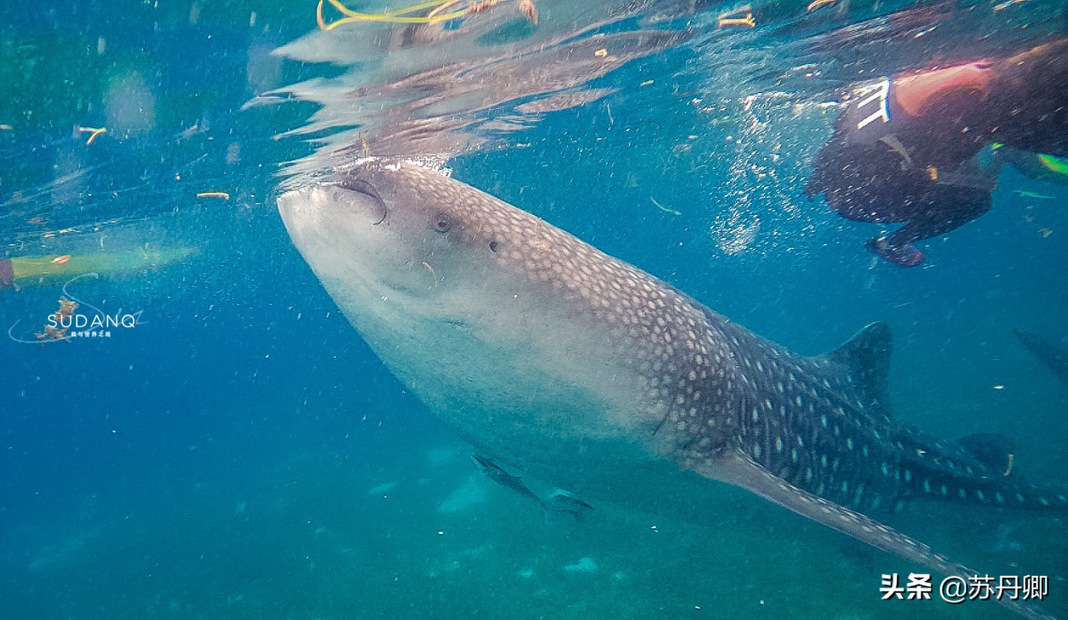 极限潜水死亡名单,潜水的死亡率高