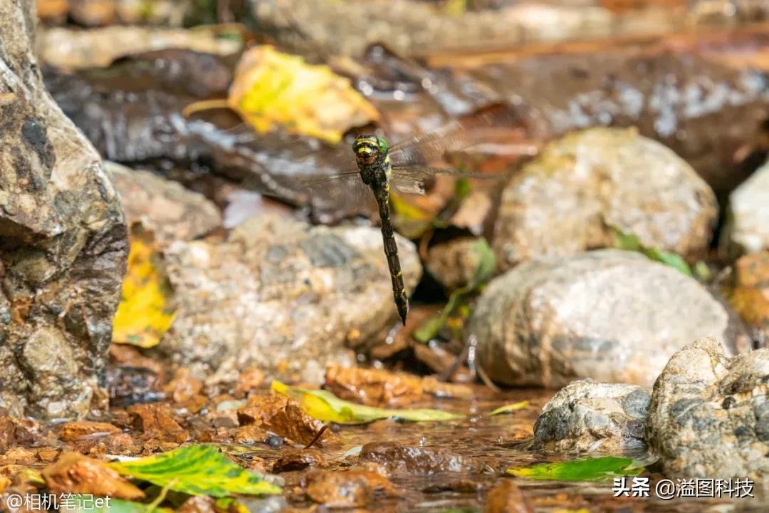 适马150-600s镜头评测,适马新镜头70-200