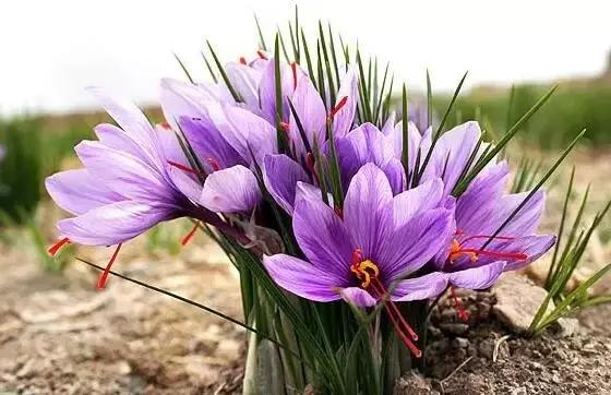 十大天价植物种子,十大顶级名贵植物