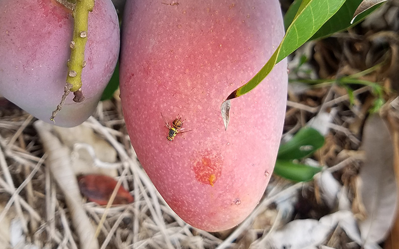 树上贵妃芒怎么样才算成熟,海南树上熟贵妃芒5斤