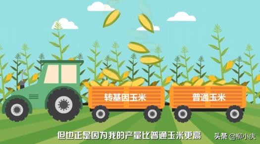 转基因玉米是不是伪命题,转基因玉米引起的风波