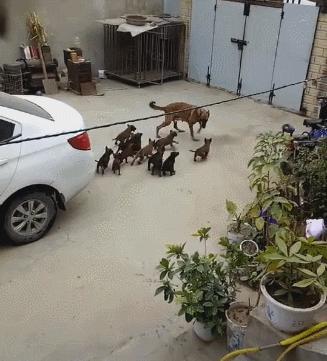 母狗为什么一胎能生那么多,母狗一胎生九只小狗有什么说法