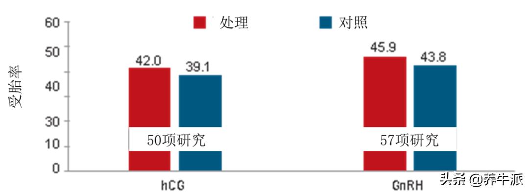 人工授精后需要补黄体酮吗,给奶牛进行人工授精