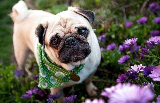 巴哥犬优缺点总结英文,巴哥犬和比熊优缺点