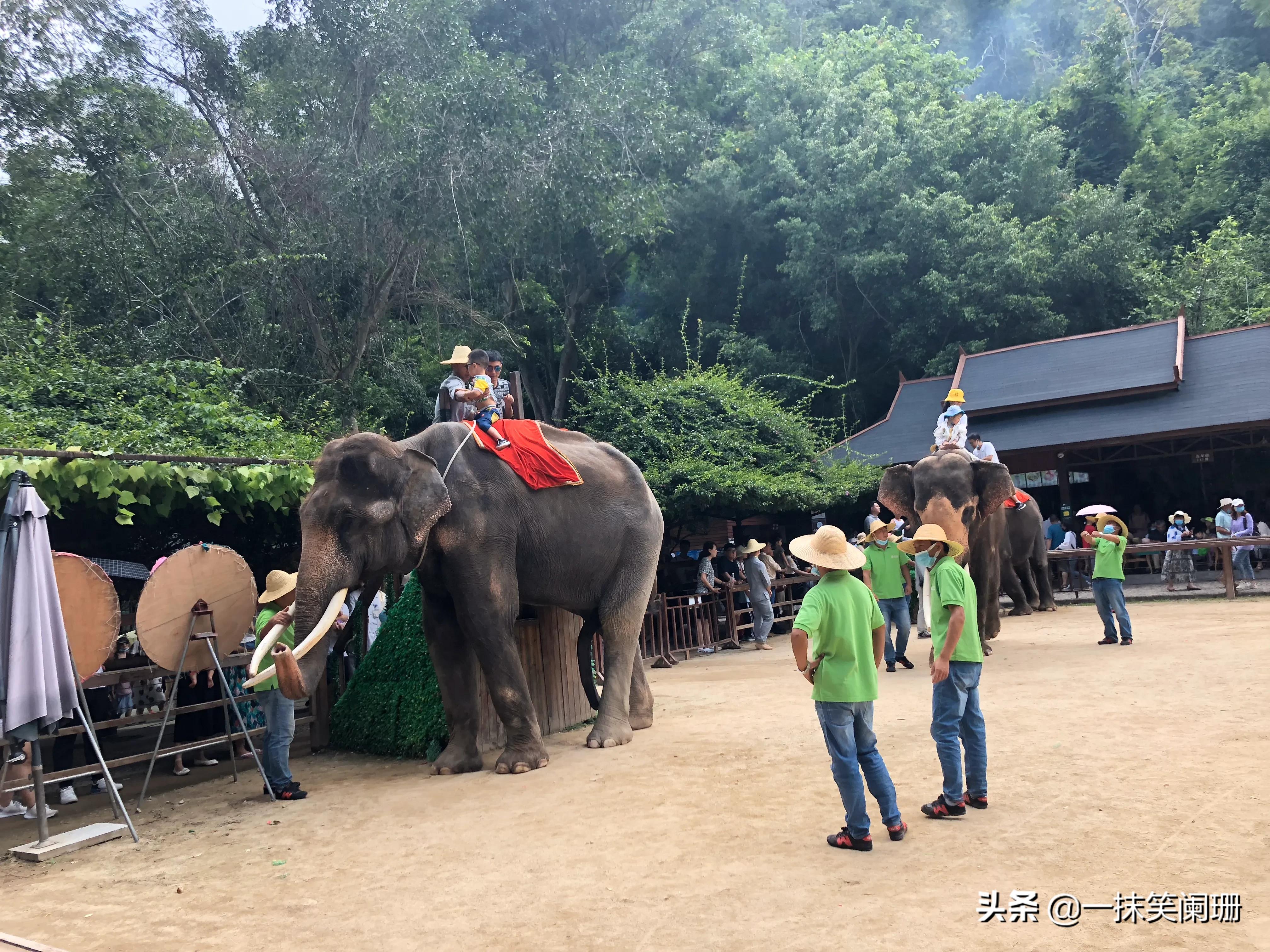 西双版纳野象谷大象表演,西双版纳野象谷大象表演现场视频