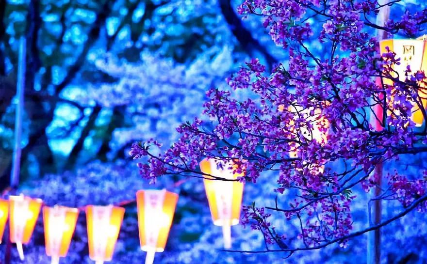 日本赏樱花前三名城市,日本樱花排行榜