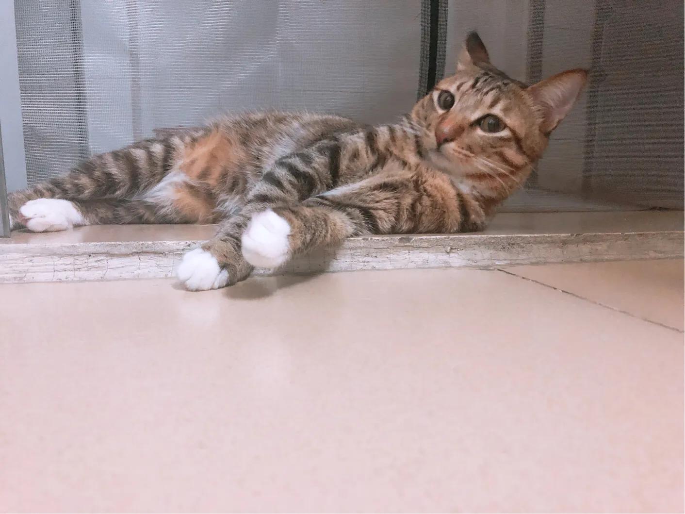 猫咪绝育后去新主人家,猫咪绝育后家里需要消毒吗