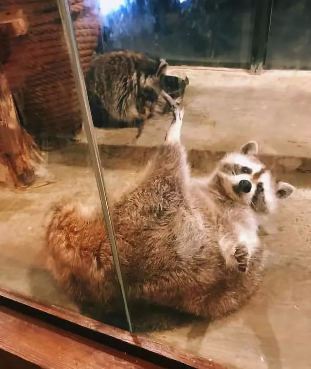猫咖养小浣熊,小浣熊异宠