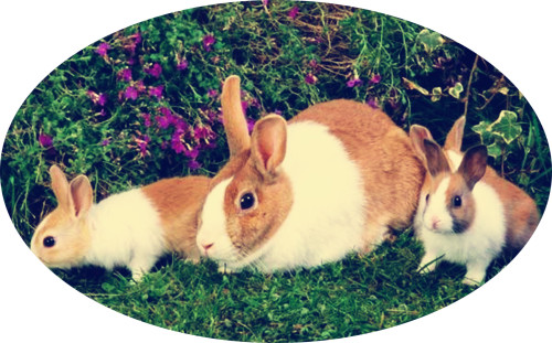 流产兔子能活吗,兔子流产是不是公兔子不行