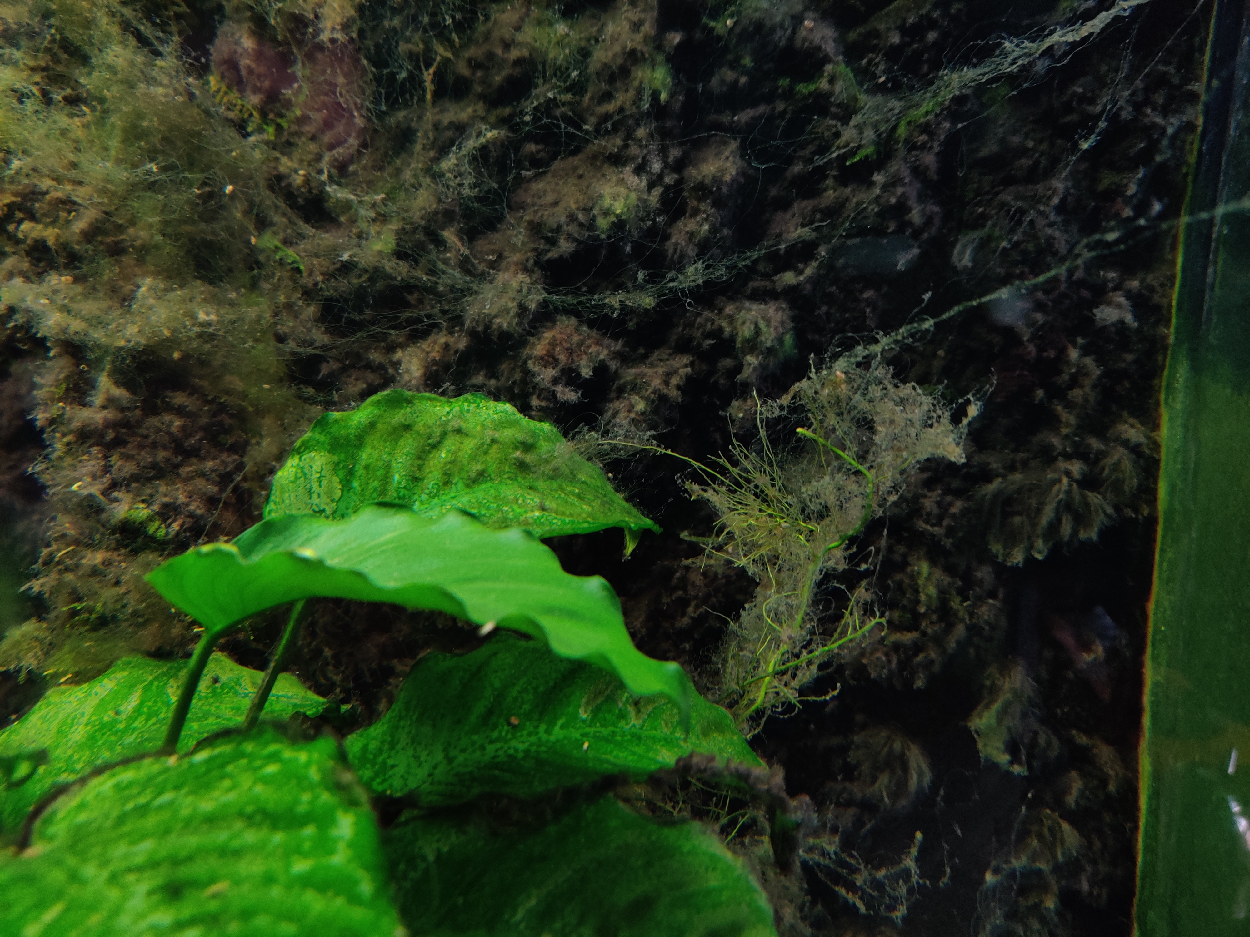 海缸各种藻类及防治,海缸常见10种藻类的解决方法