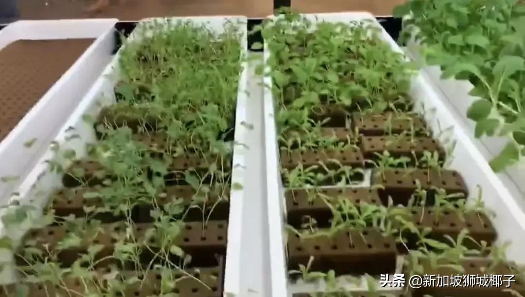 泰国超市奇葩东西,新加坡超市里的东西