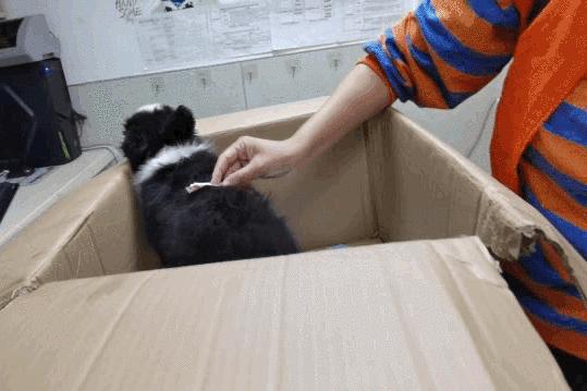 卡布：来自一只三个月大的边境牧羊犬，一封遗留在人间的草稿