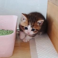 小奶猫的危害视频,小奶猫有什么危险