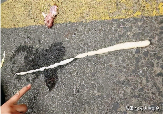 常见几种鱼体寄生虫,鱼类身上肉眼可见的寄生虫