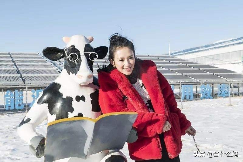 章子怡代言的飞鹤星飞帆图片,飞鹤为什么选章子怡代言