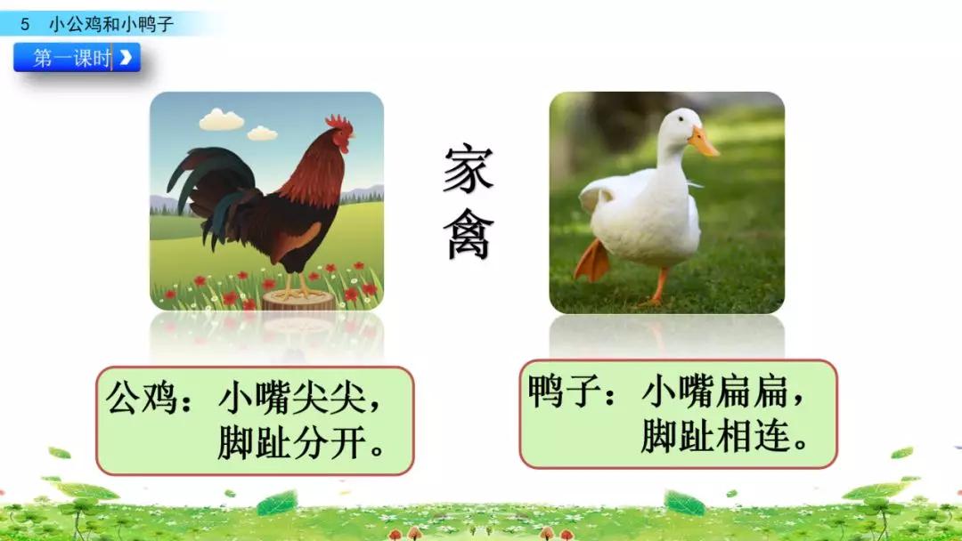 小公鸡和小鸭子一年级下册视频,一年级下语文小公鸡和小鸭子讲解