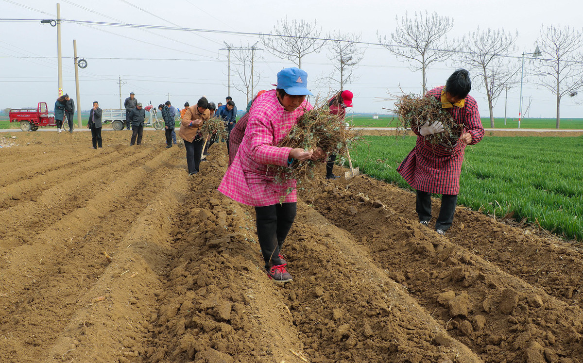 南阳艾草种植前景如何,艾草药材种植哪种利润高