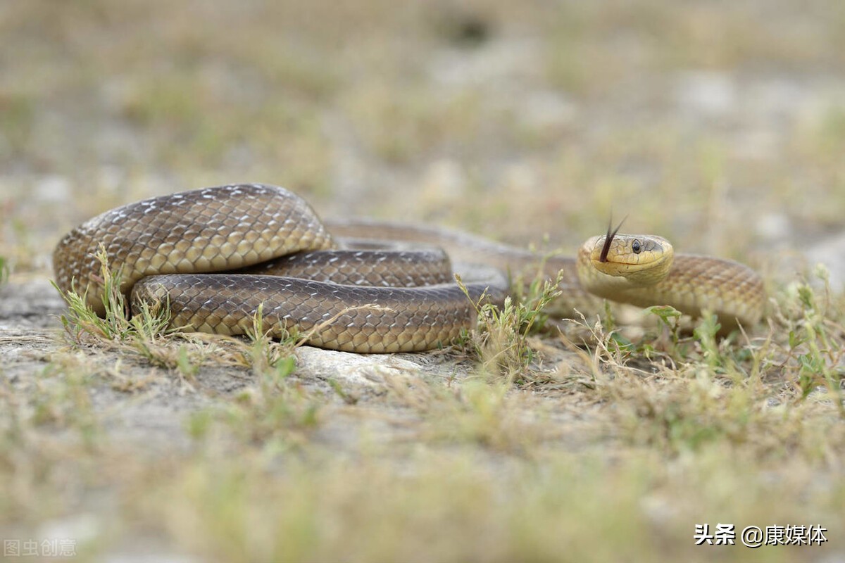房子周边有蛇有什么方法可以避蛇,房子附近有蛇该用什么药可以赶走