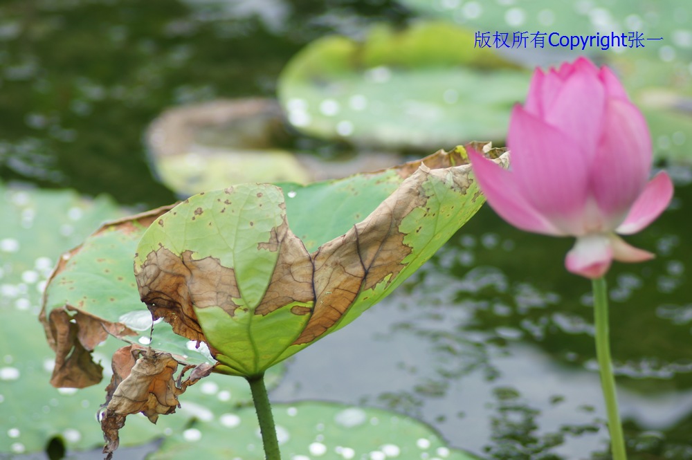 北京紫竹院的荷花：德国Pentacon与日本Minolta镜头实拍对比