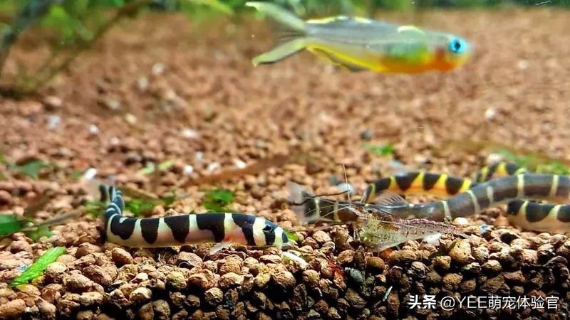 超便宜还很好养的小鱼 (便宜又好养的小鱼)