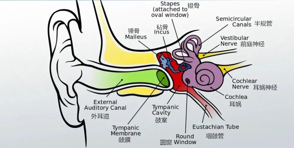 有头晕眩晕的感觉是什么情况,医生突然感觉眩晕可能是这4种病