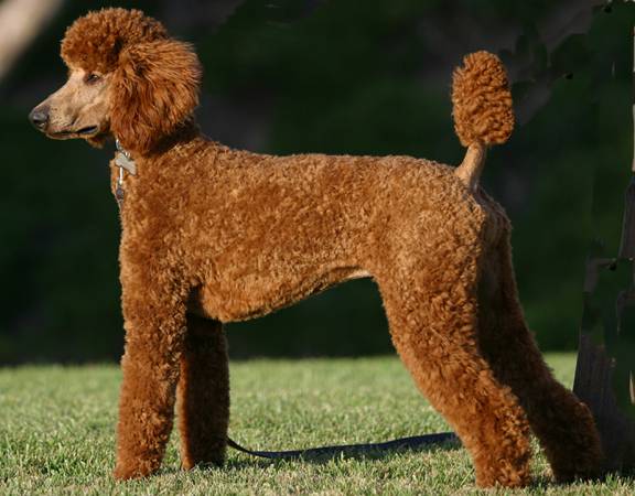 名犬排行榜前十名图片,名犬排行榜