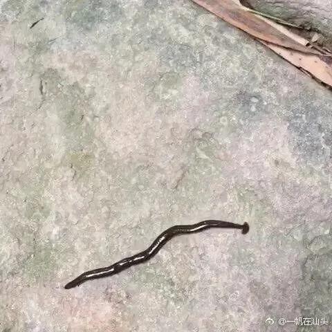 山蚂蝗为什么吸血,山蚂蟥一种吸血的动物