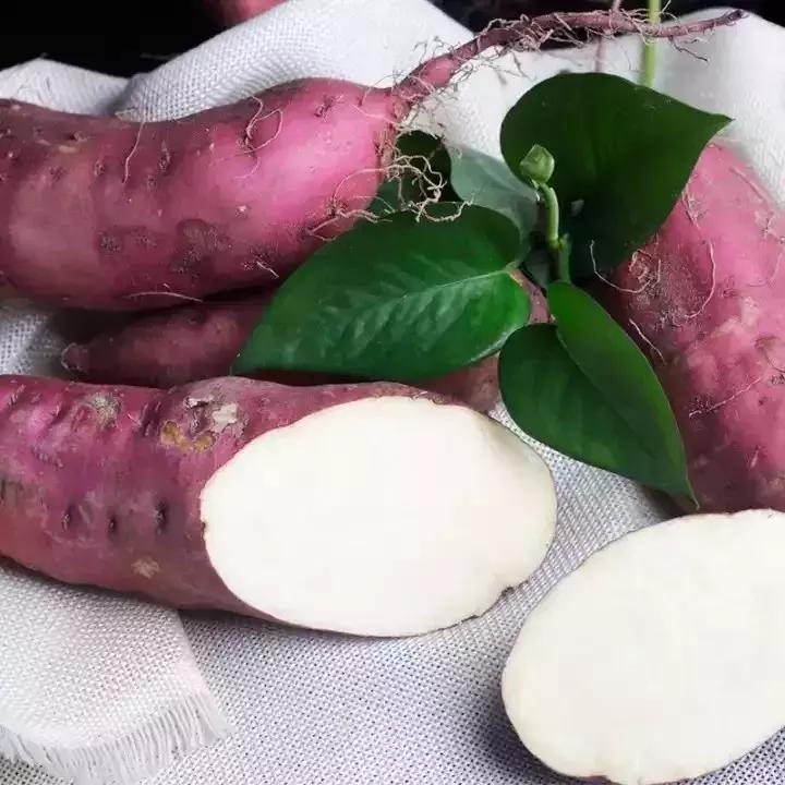 番薯中国原产有哪些品种,番薯原产地