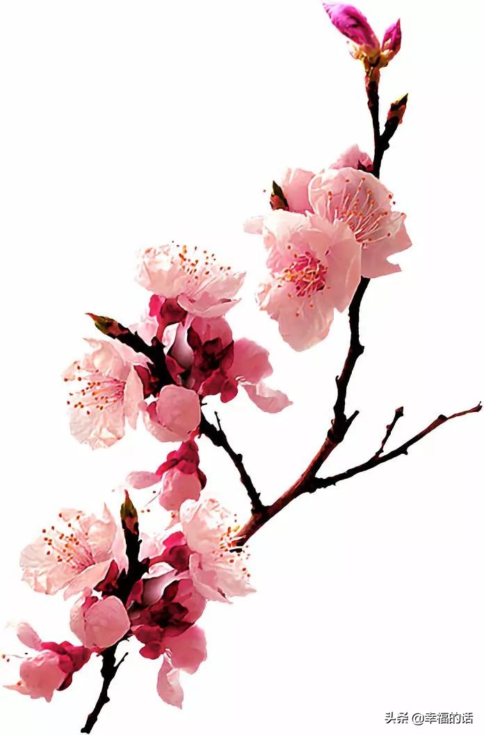 中国十大名花图片及花语,山茶花是中国十大名花吗