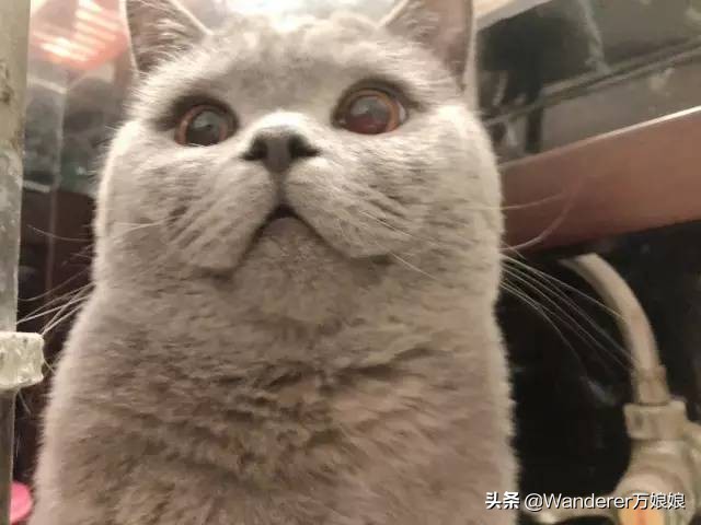 多亏这些宝藏网友,让我笑到免疫力增强