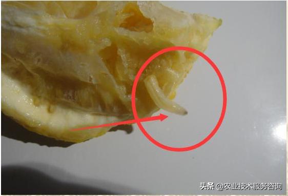 柑橘大果实蝇防治最佳时期,柑橘大实蝇的防治方法