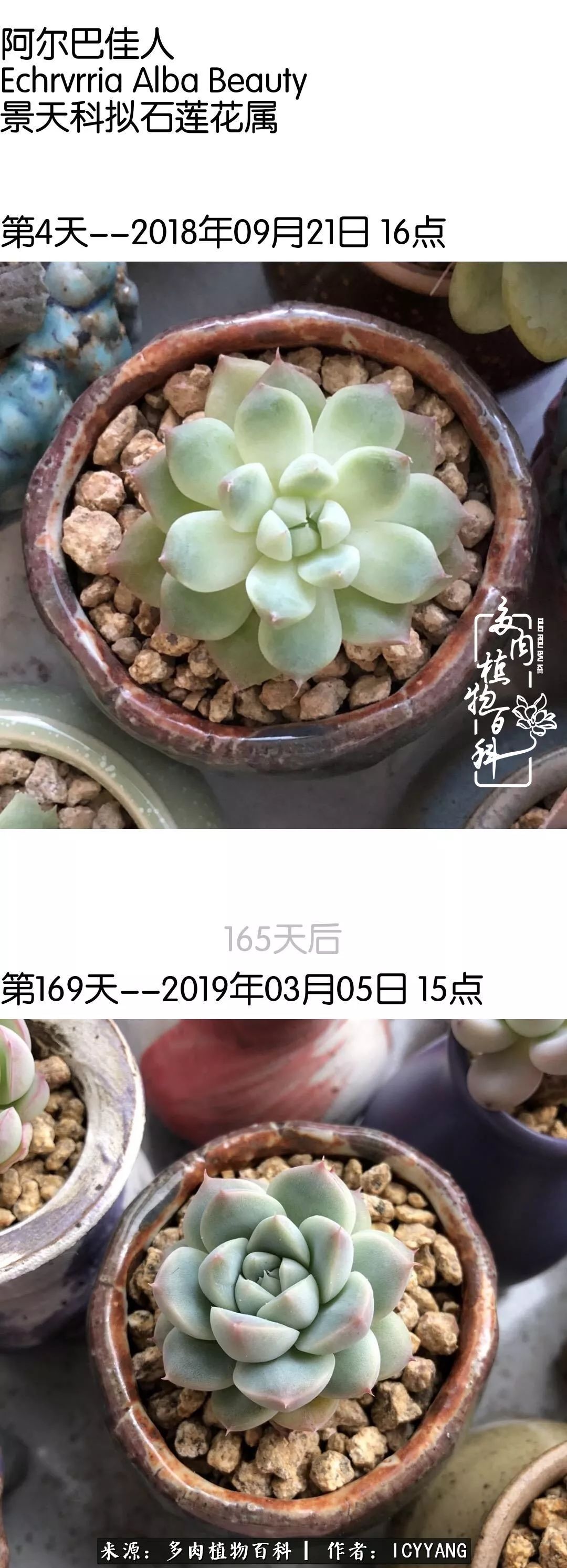 多肉隔着玻璃晒太阳效果好吗,隔着玻璃养的多肉照样长得好