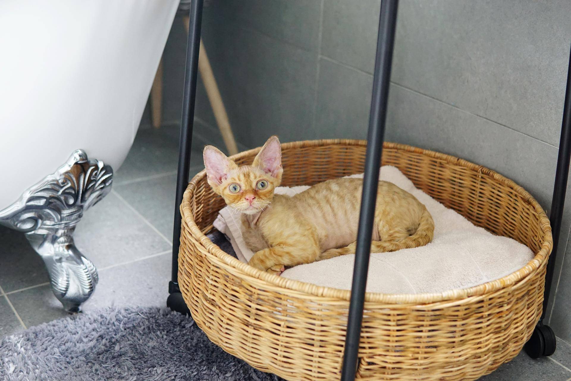 泡脚桶如何选择不鸡肋,泡脚桶真的有用吗