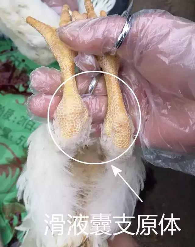 滑液囊肿会自行消失吗,青年鸡得了滑液囊真的治不好了吗