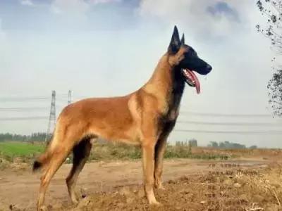 马犬警犬好还是德牧警犬好,马犬vs德牧哪个更好