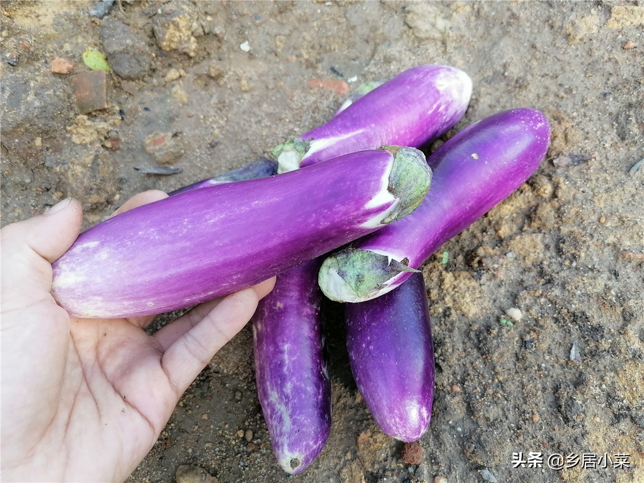 茄子生根壮苗用什么药,茄子开花期需要注意哪些病虫害
