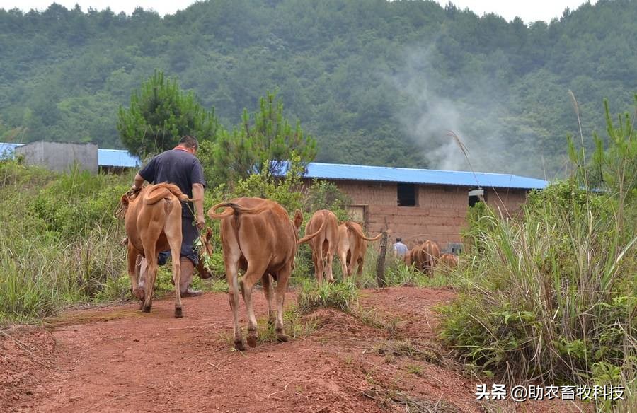 散养牛粪怎么处理干净呢,养殖牛牛粪怎么处理