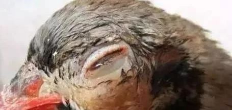 鸡肿头肿脸眼睛睁不开，用什么药物好的快？