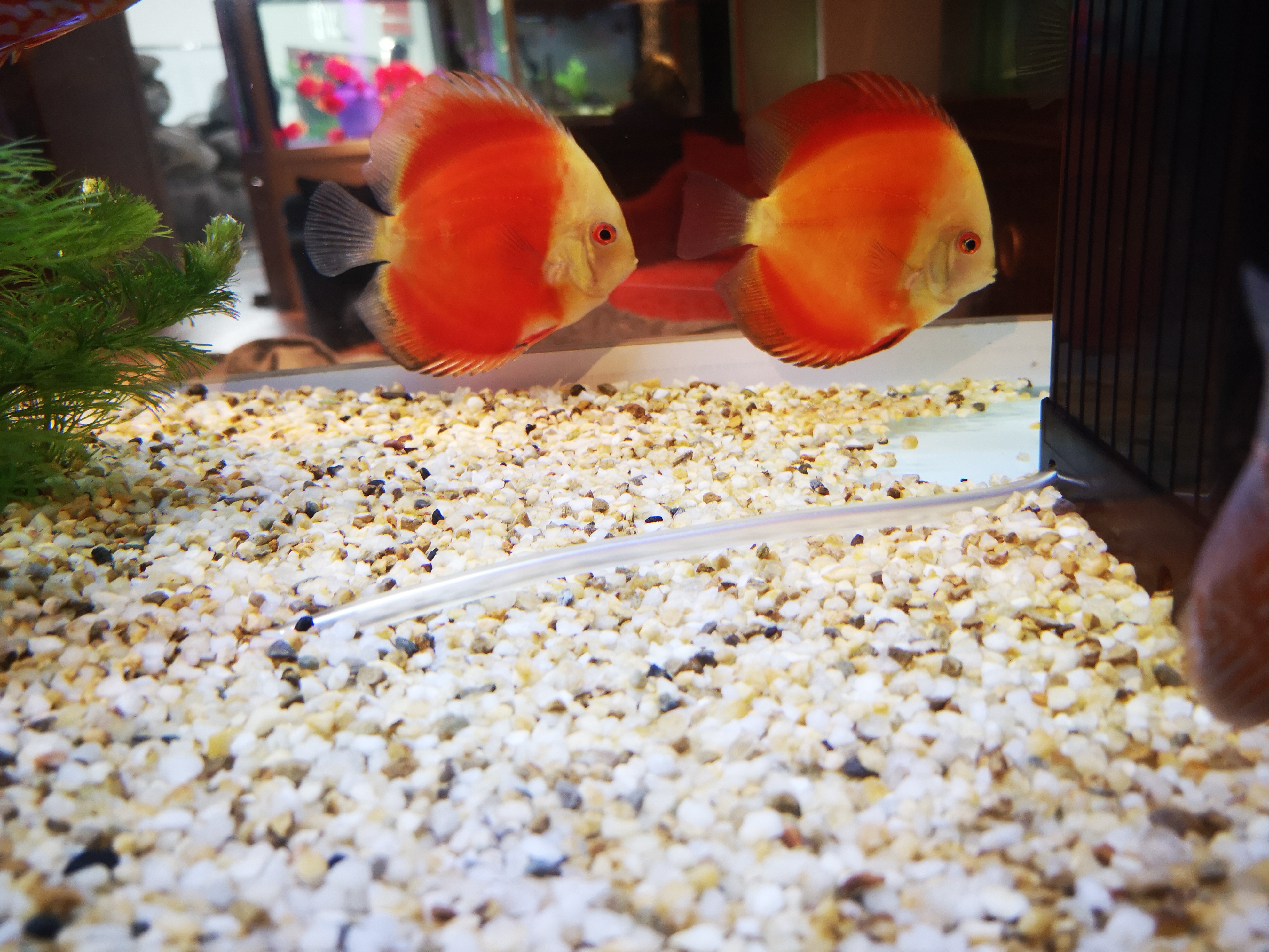 活性炭对于鱼缸的好处与坏处,鱼缸活性炭两年了还有效果吗