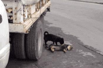 搞笑gif趣图我终于自由了,搞笑gif趣图一步做错步步皆错