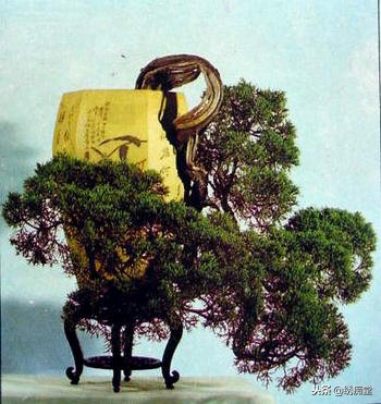 丛林式盆景欣赏,盆景欣赏及制作