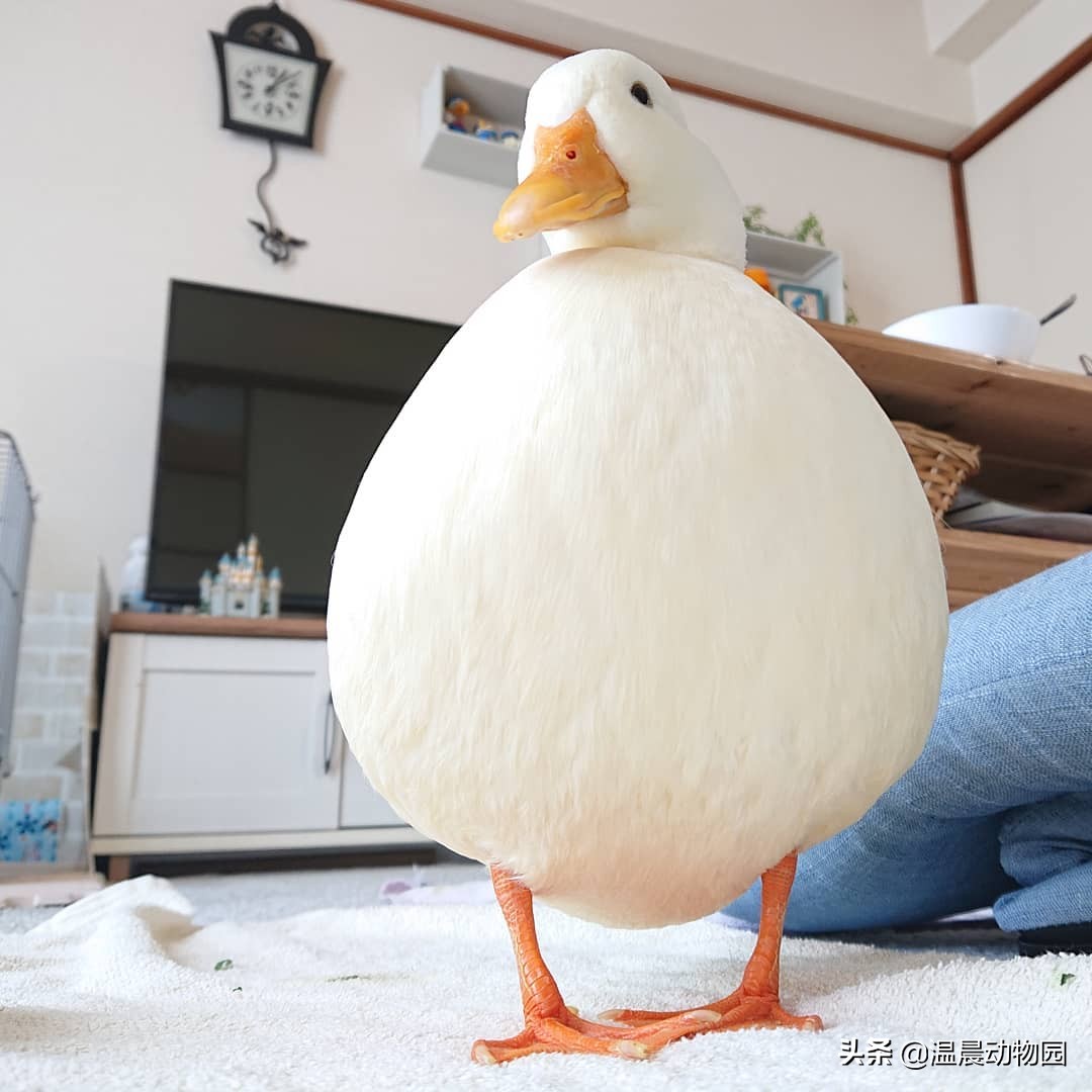 网红柯尔鸭容易养吗,柯尔鸭为什么是网红宠物