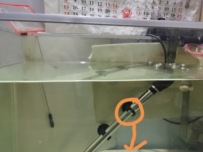 养观赏鱼天气突然变冷该注意什么,夏季观赏鱼饲养的三个禁忌