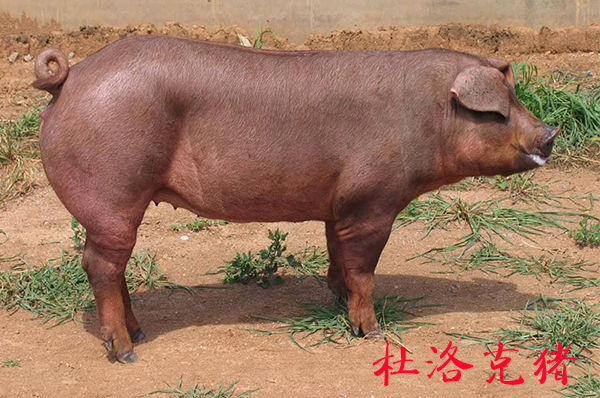 现在全国最新猪肉价格多少钱,目前猪肉价格最高和最低差多少钱