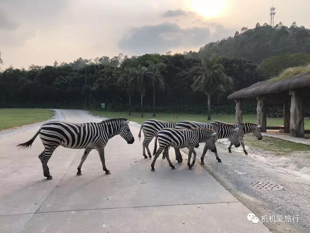 珠海长隆和广州长隆旅行攻略,珠海长隆和广州长隆旅游攻略区别