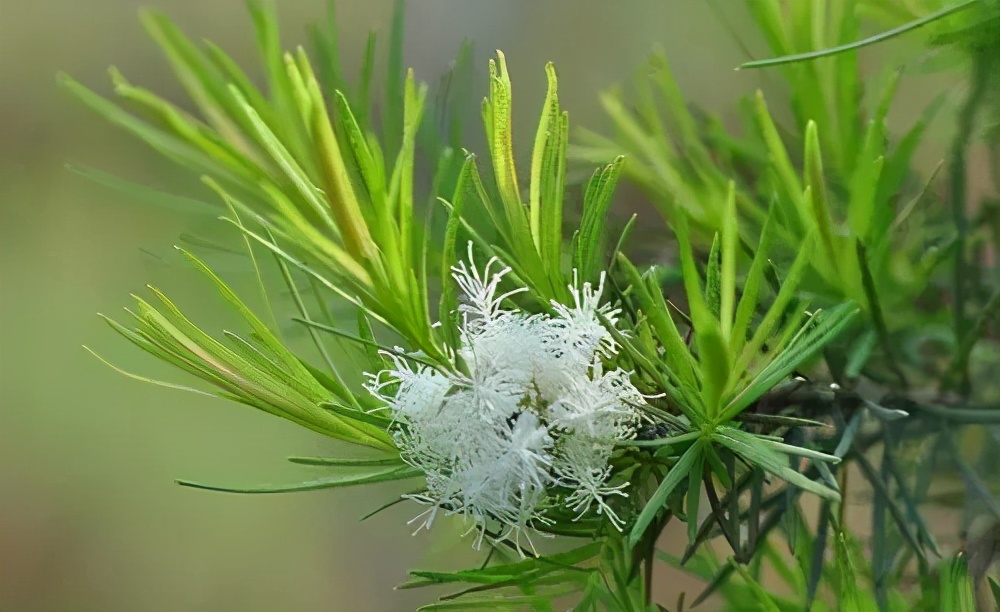 最新的生物农药,新型微生物农药有哪些